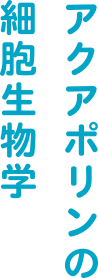 アクアポリンの細胞生物学