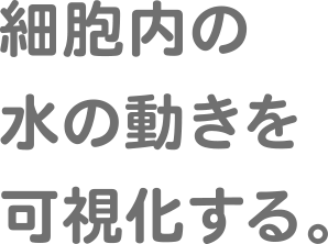 細胞内の水の動きを可視化する。